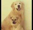 Zeus e Lion