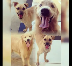 Cachorro raça Golden Retriever e SRD idade 2 anos nome Zeus e Lion