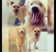 Zeus e Lion