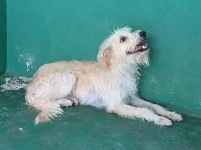 Cachorro ra a Srd idade 7 a 11 meses nome Cães para adoção 