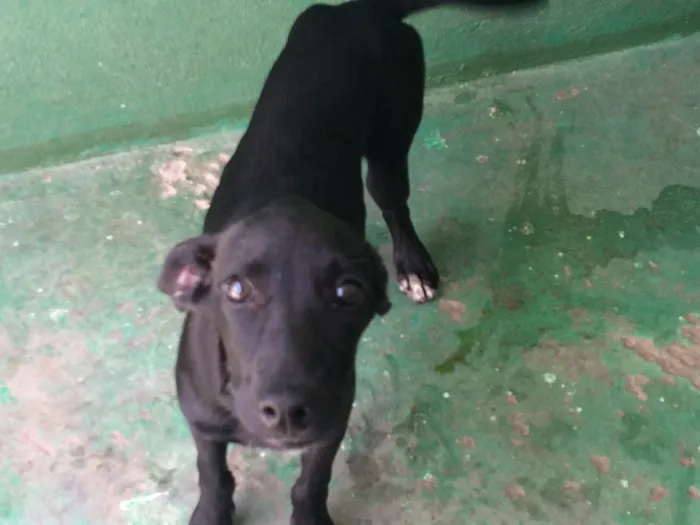 Cachorro ra a Srd idade 7 a 11 meses nome Cães para adoção 