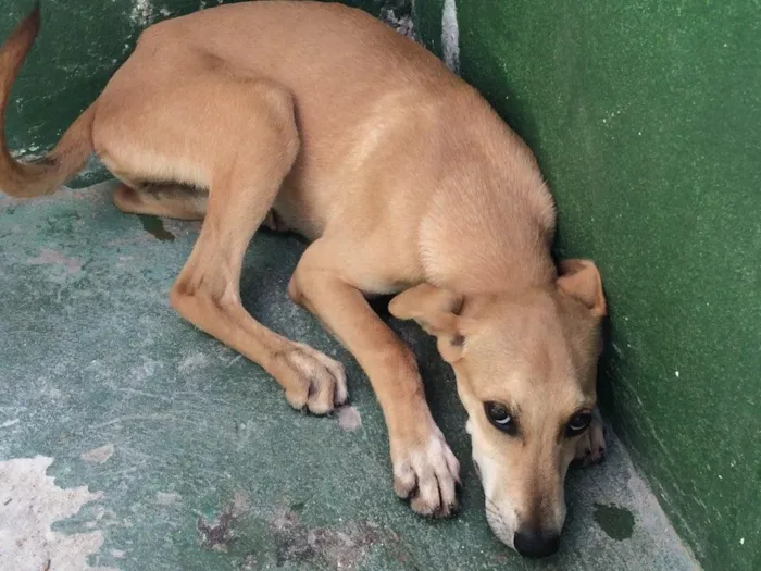 Cachorro ra a Srd idade 7 a 11 meses nome Cães para adoção 