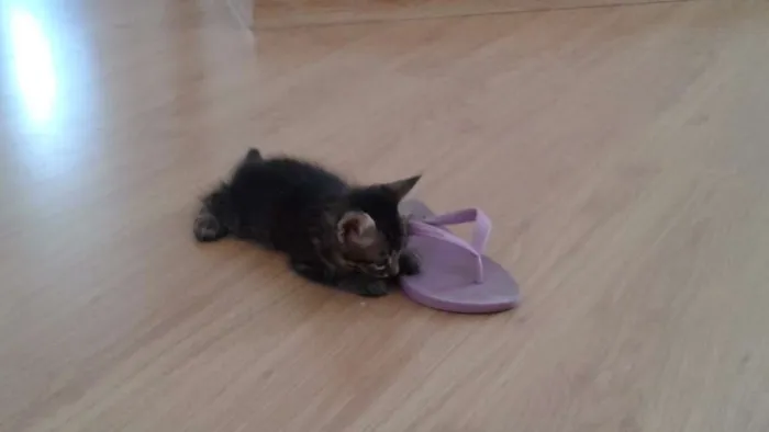 Gato ra a  idade Abaixo de 2 meses nome Floquinho