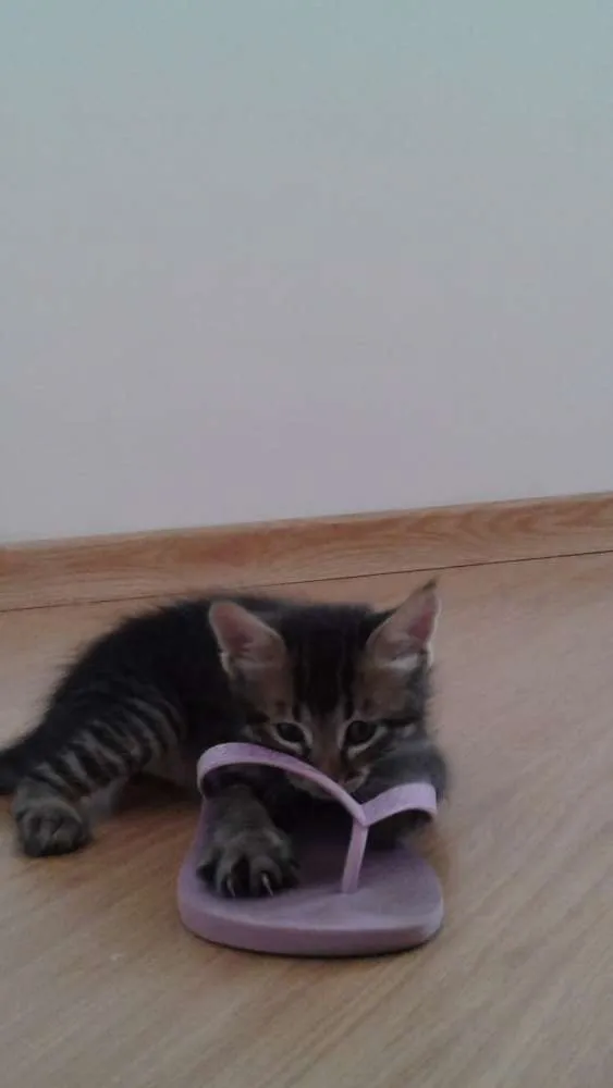 Gato ra a  idade Abaixo de 2 meses nome Floquinho