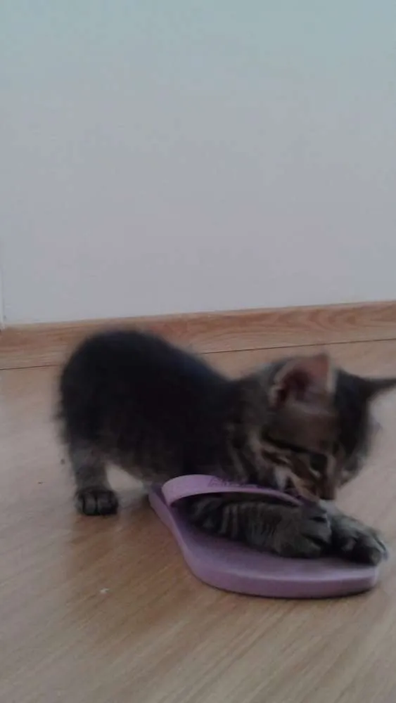 Gato ra a  idade Abaixo de 2 meses nome Floquinho