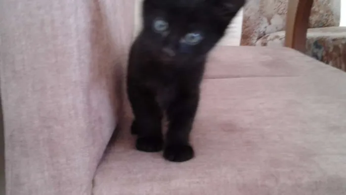 Gato ra a  idade Abaixo de 2 meses nome San