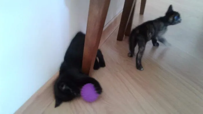 Cachorro ra a  idade Abaixo de 2 meses nome Lilo e seus irmãos