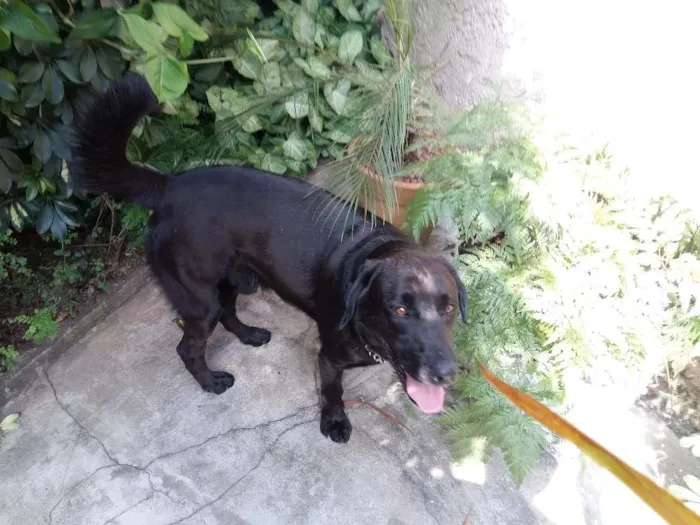 Cachorro raça Labrador idade 2 anos nome Não sabemos