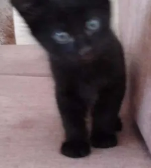 Gato raça  idade Abaixo de 2 meses nome San