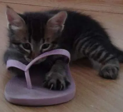 Gato ra a  idade Abaixo de 2 meses nome Floquinho