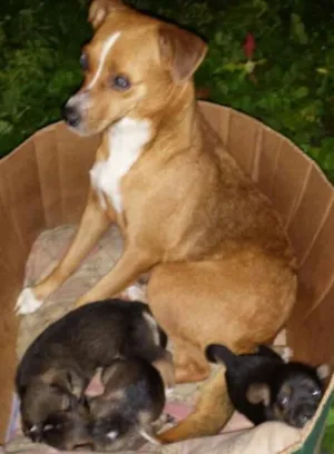 Cachorro raça SRD idade  nome Sem nome