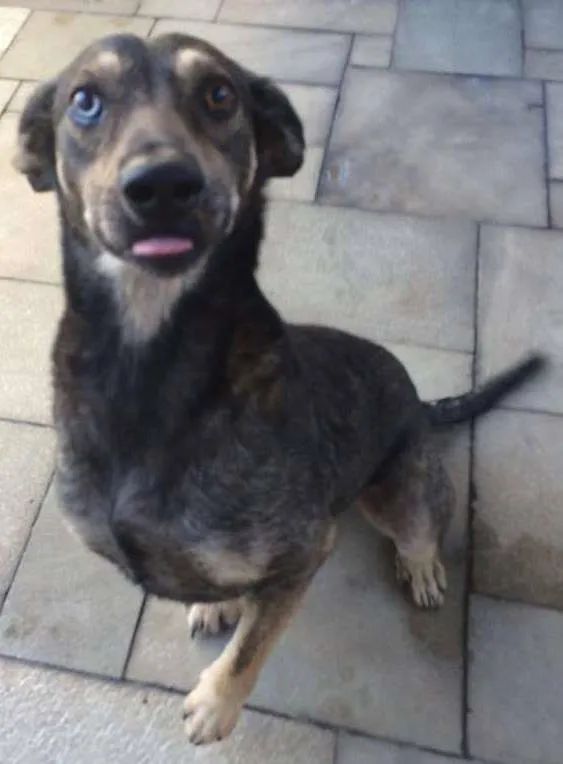 Cachorro ra a SRD idade 3 anos nome TUFÃO