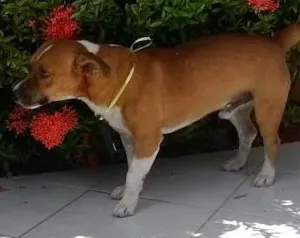 Cachorro raça  idade 3 anos nome Juby