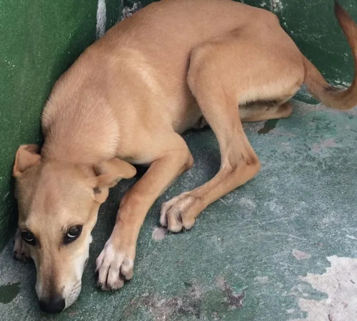 Cachorro ra a Srd idade 7 a 11 meses nome Cães para adoção 