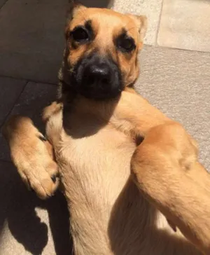 Cachorro raça SRD idade 2 a 6 meses nome LINDINHA FILHOTE