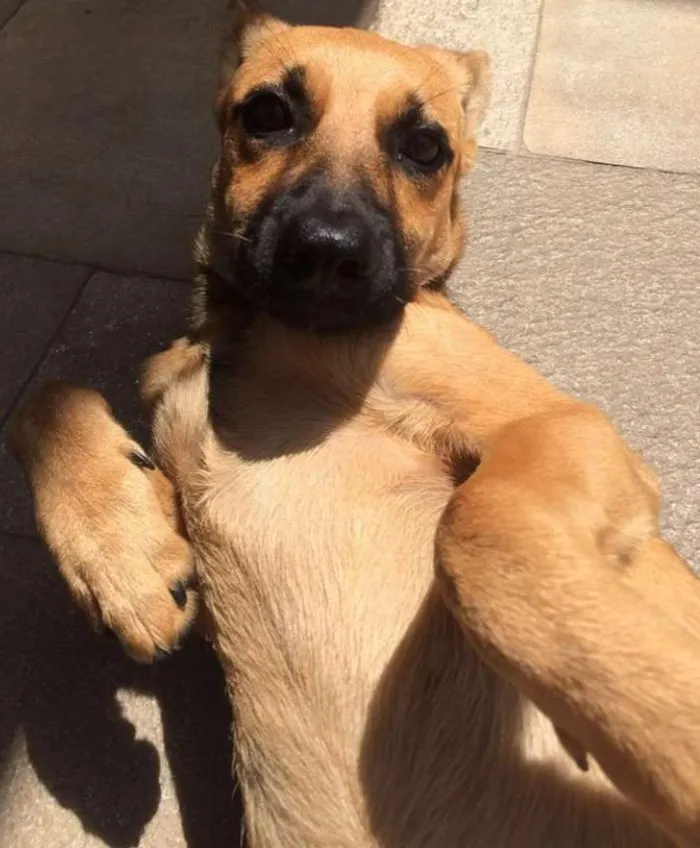 Cachorro ra a SRD idade 2 a 6 meses nome LINDINHA FILHOTE