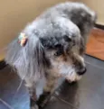 Lola