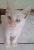 Mingau