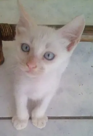 Gato raça Indefinido idade 2 a 6 meses nome Mingau