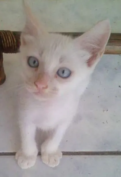 Gato ra a Indefinido idade 2 a 6 meses nome Mingau