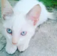 Molly