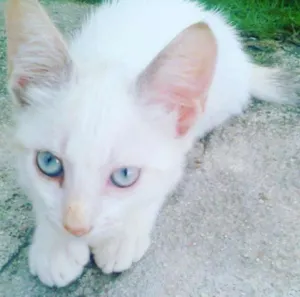 Gato raça Indefinida idade 2 a 6 meses nome Molly