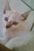 Milly
