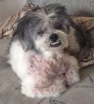 Cachorro raça Lhasa apso e Maltês idade 6 ou mais anos nome Ika e Tobby