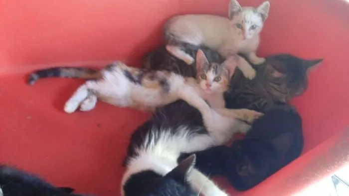 Gato ra a SRD idade 2 a 6 meses nome sem nomes