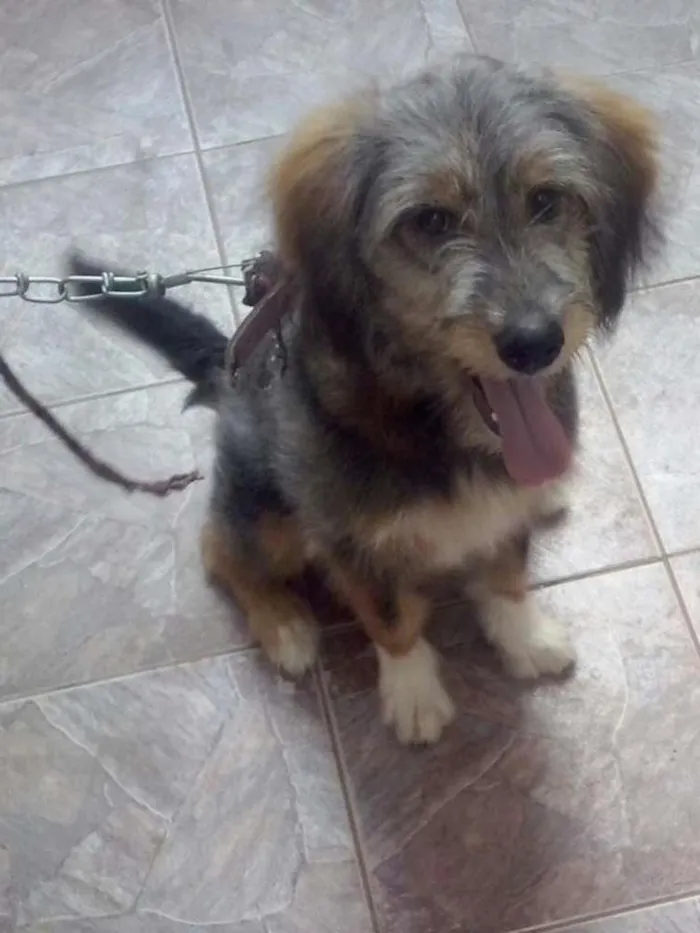 Cachorro ra a SRD idade 2 anos nome sem nomes