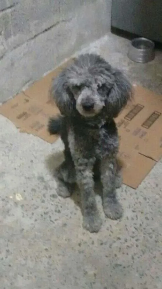 Cachorro ra a Poodle idade 1 ano nome sem none