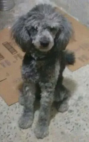 Cachorro raça Poodle idade 1 ano nome sem none