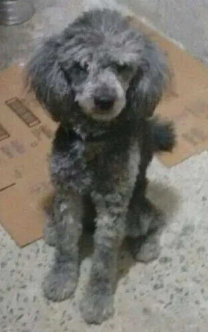 Cachorro ra a Poodle idade 1 ano nome sem none