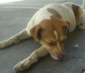 Cachorro raça SRD idade 2 anos nome sem none