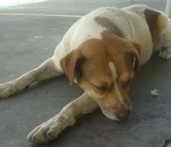 Cachorro ra a SRD idade 2 anos nome sem none