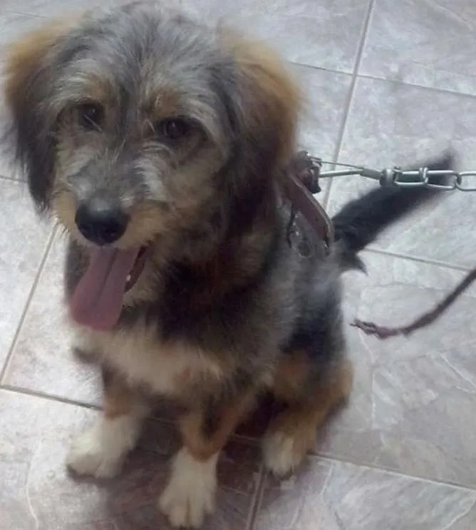 Cachorro ra a SRD idade 2 anos nome sem nomes