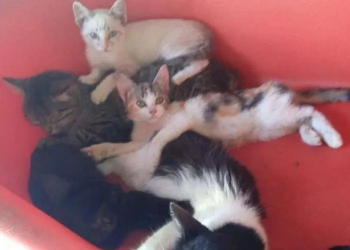 Gato ra a SRD idade 2 a 6 meses nome sem nomes