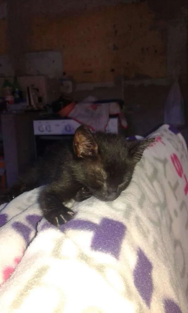 Gato ra a Indefinida idade Abaixo de 2 meses nome Sem nome