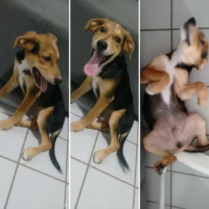 Cachorro raça SRD idade 2 a 6 meses nome Bita