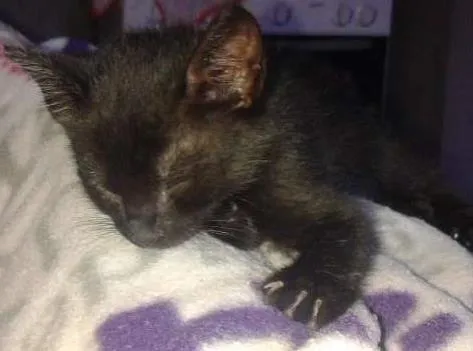 Gato ra a Indefinida idade Abaixo de 2 meses nome Sem nome