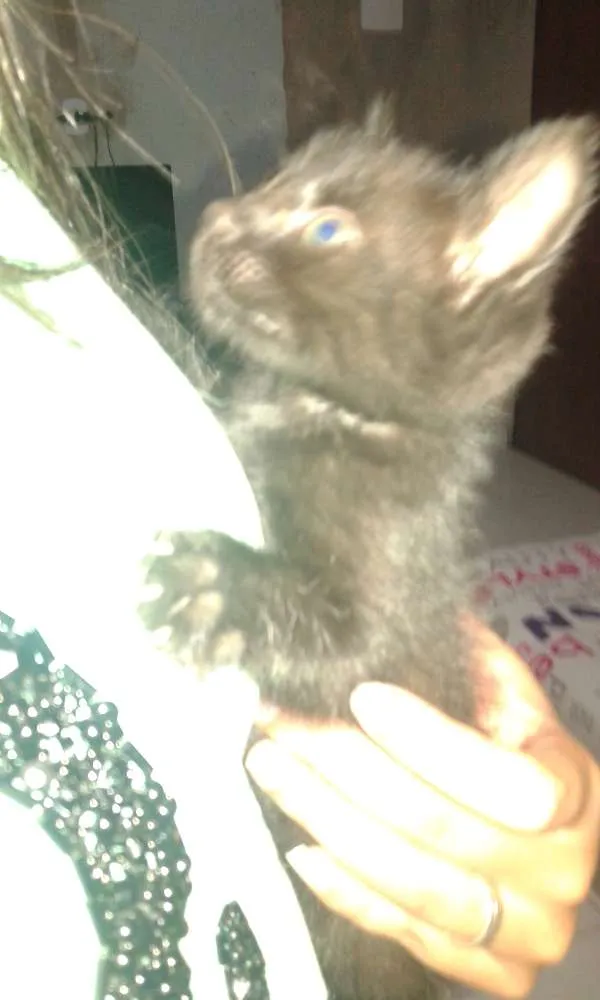 Gato ra a Indefinida idade Abaixo de 2 meses nome Sem nome