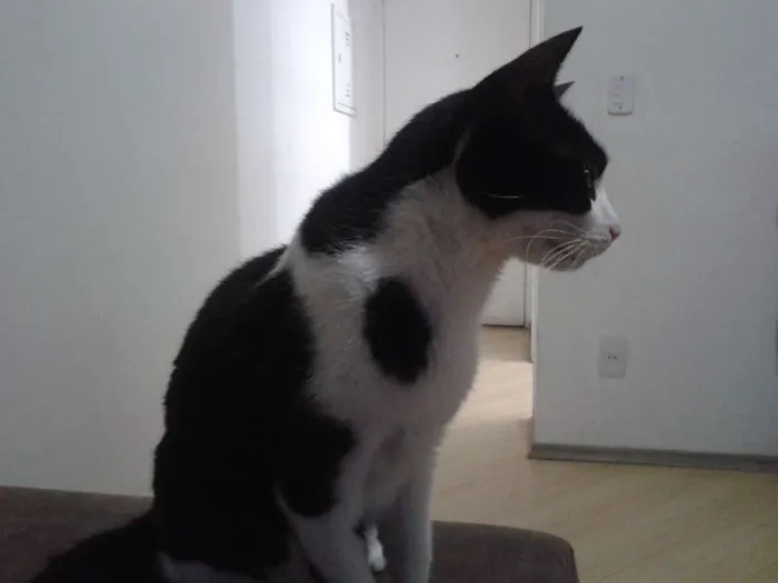 Gato ra a  idade 6 ou mais anos nome Harry