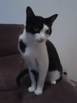 Gato raça  idade 6 ou mais anos nome Harry