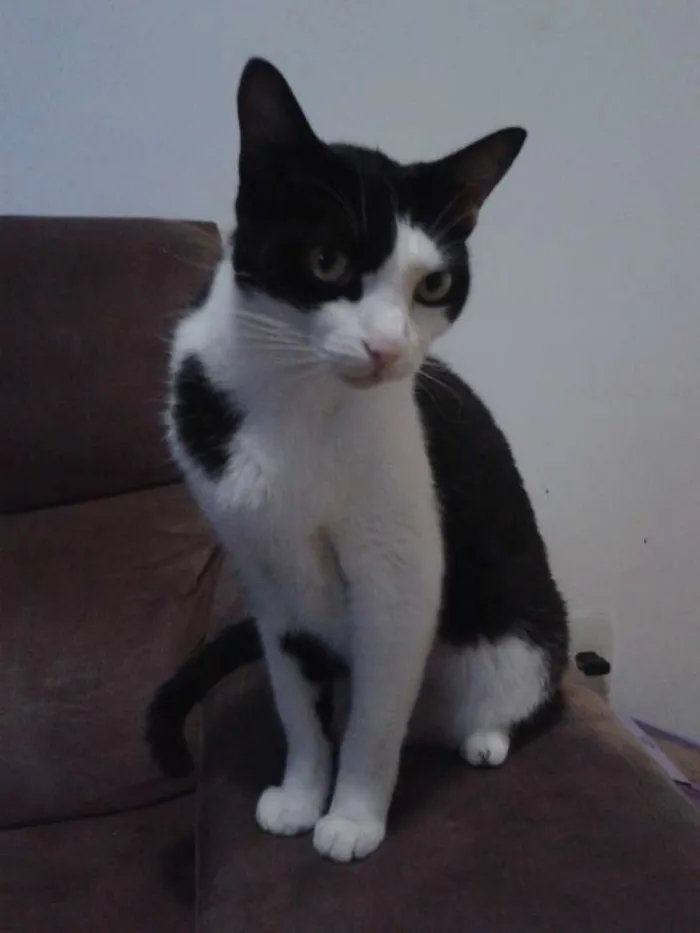 Gato ra a  idade 6 ou mais anos nome Harry