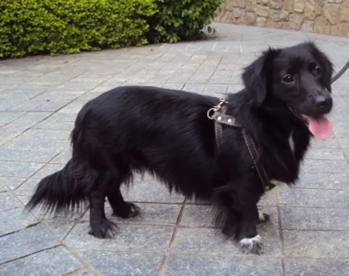 Cachorro ra a SRD idade 2 anos nome Bela