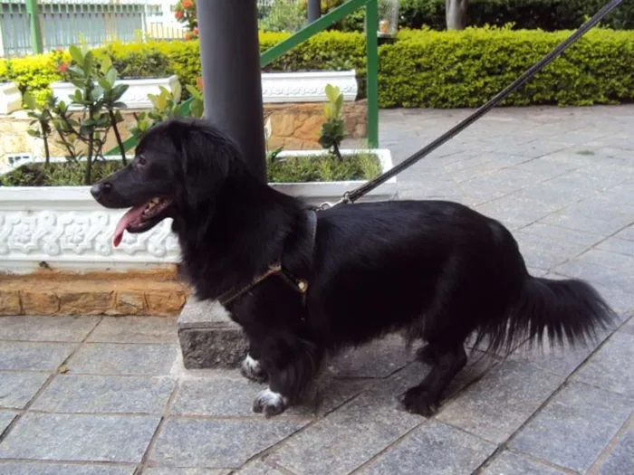 Cachorro ra a SRD idade 2 anos nome Bela