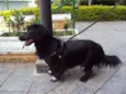 Bela
