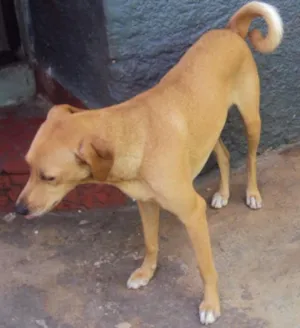 Cachorro raça SRD idade 1 ano nome Sol