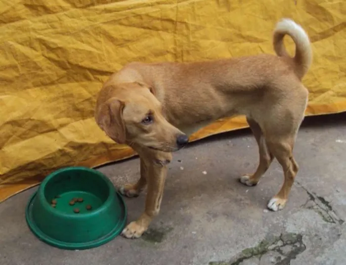 Cachorro ra a SRD idade 1 ano nome Sol