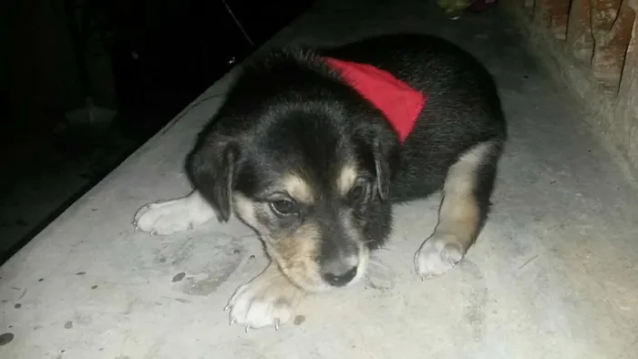 Cachorro ra a SRD idade Abaixo de 2 meses nome Não tem 